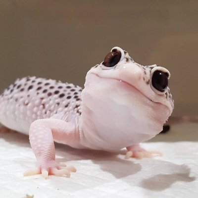 kusa4ka